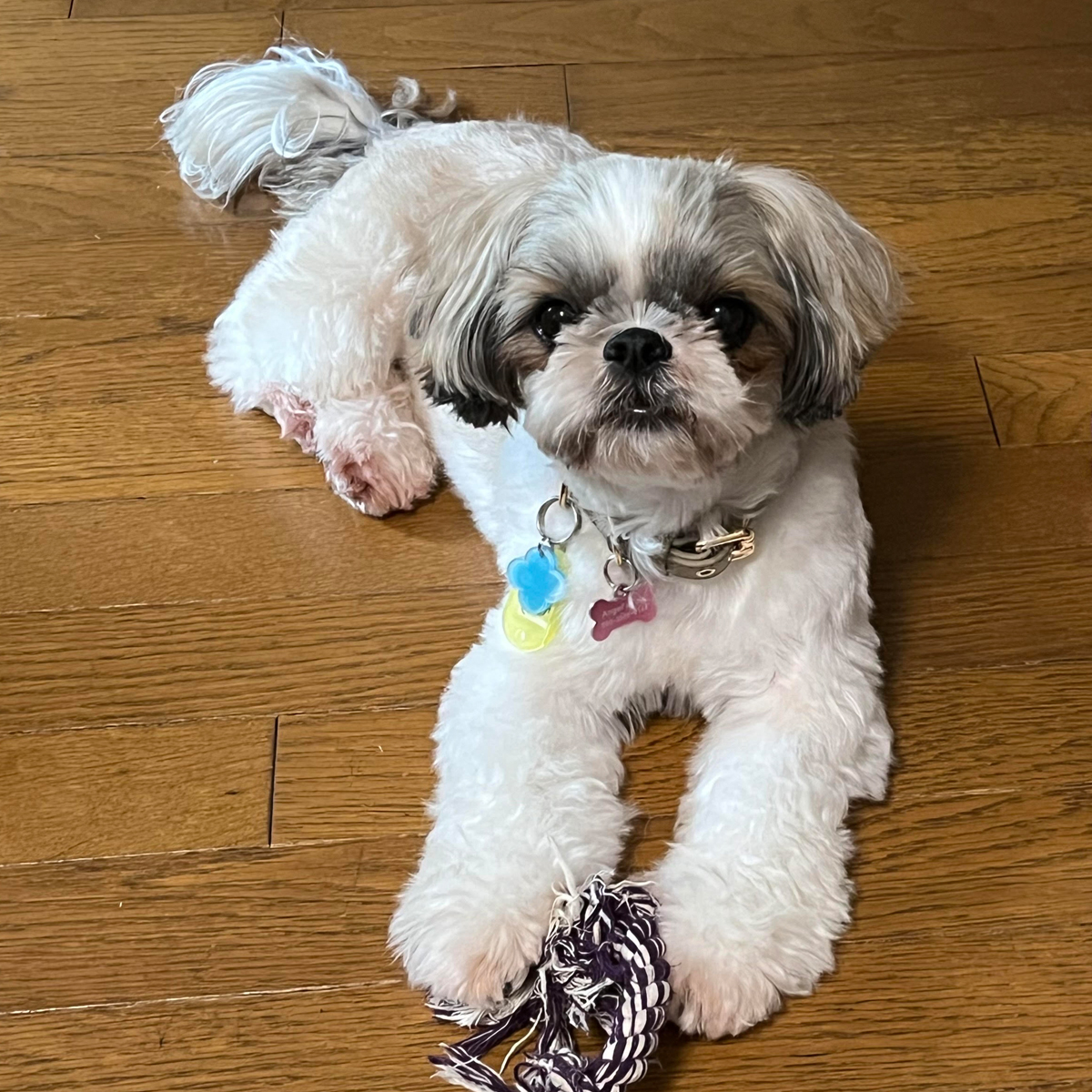 美々杏（びびあん） ♀