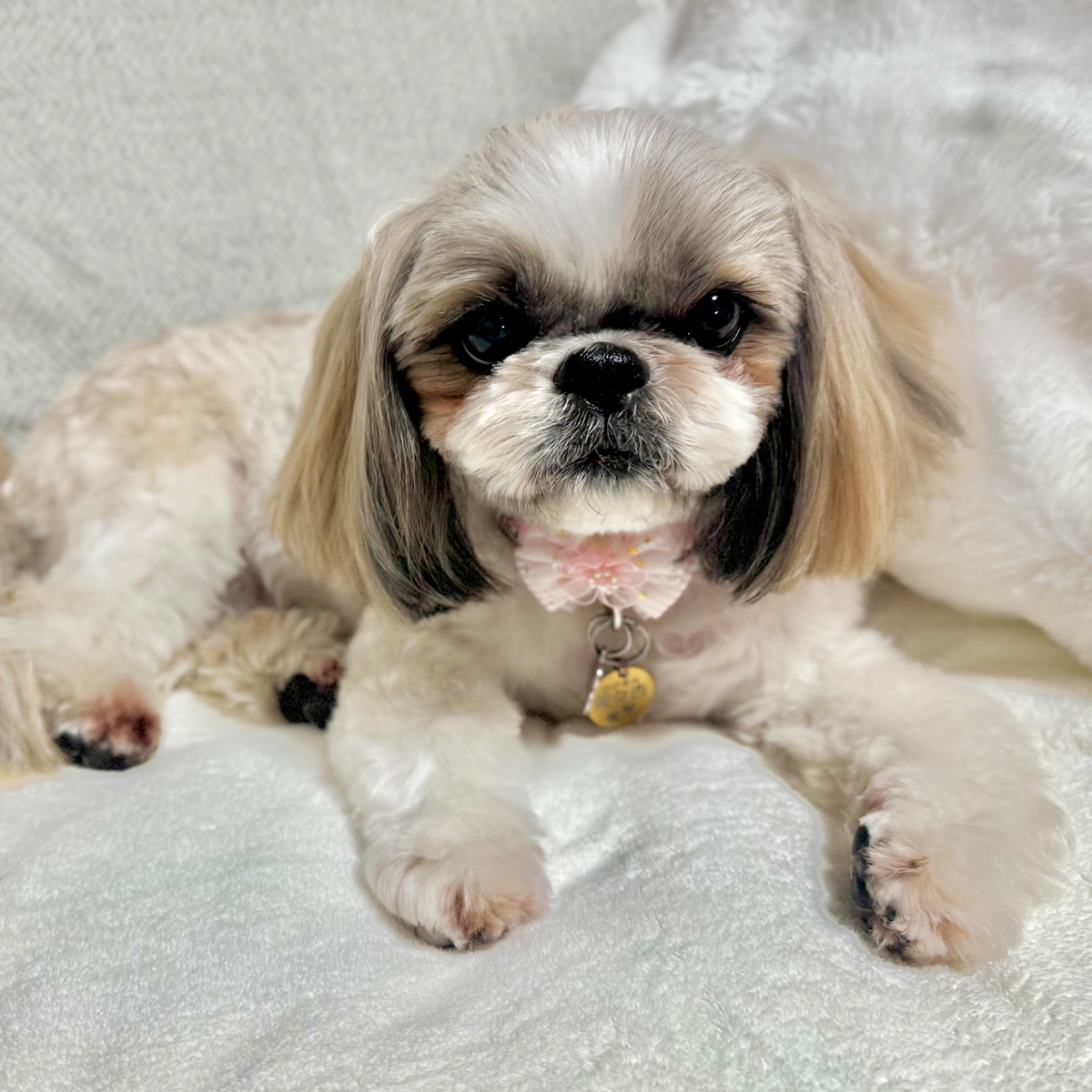 美々杏（びびあん） ♀