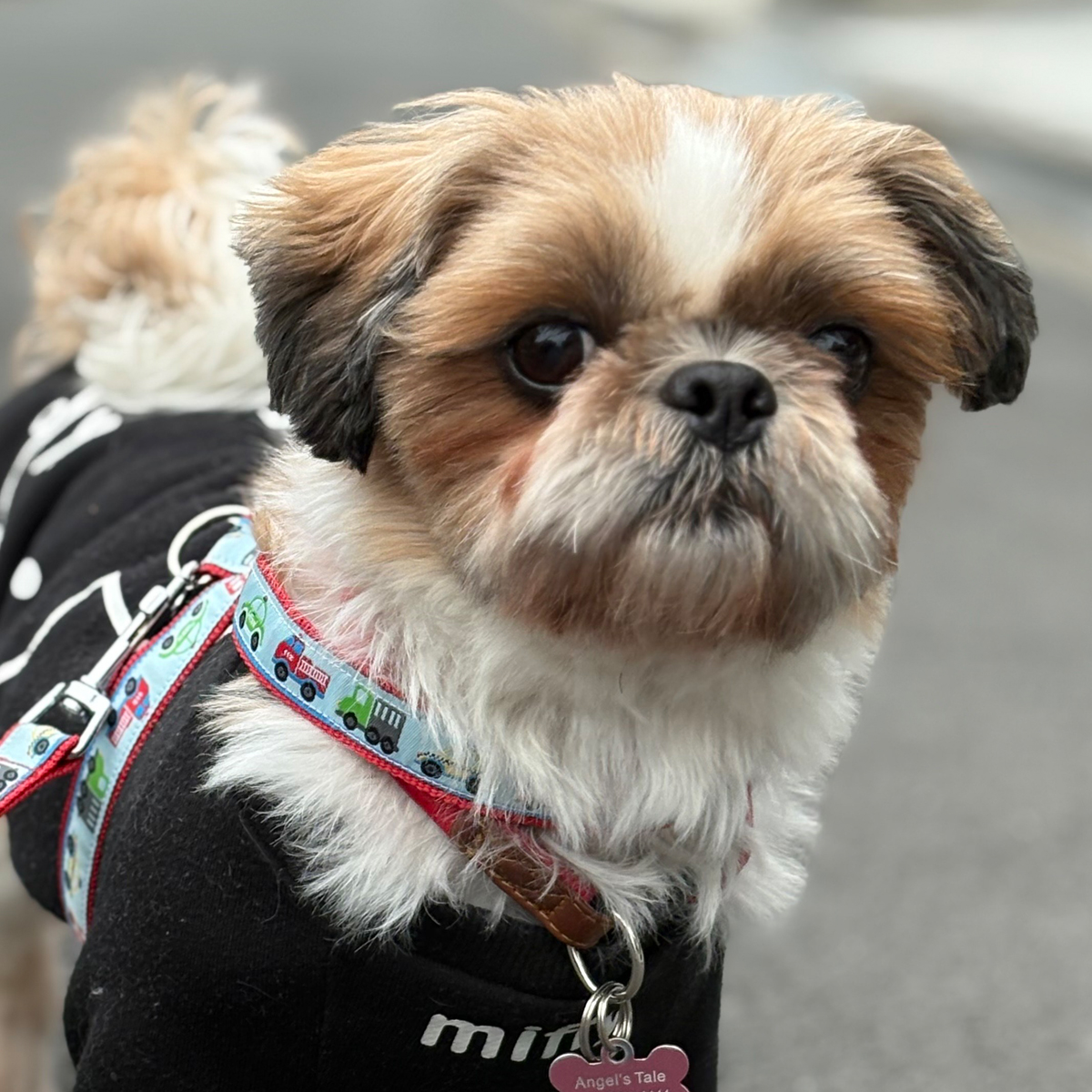 飛絢(ひいろ) ♂