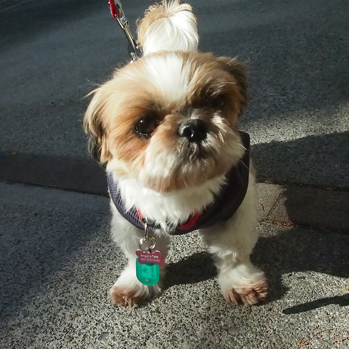 飛絢(ひいろ) ♂