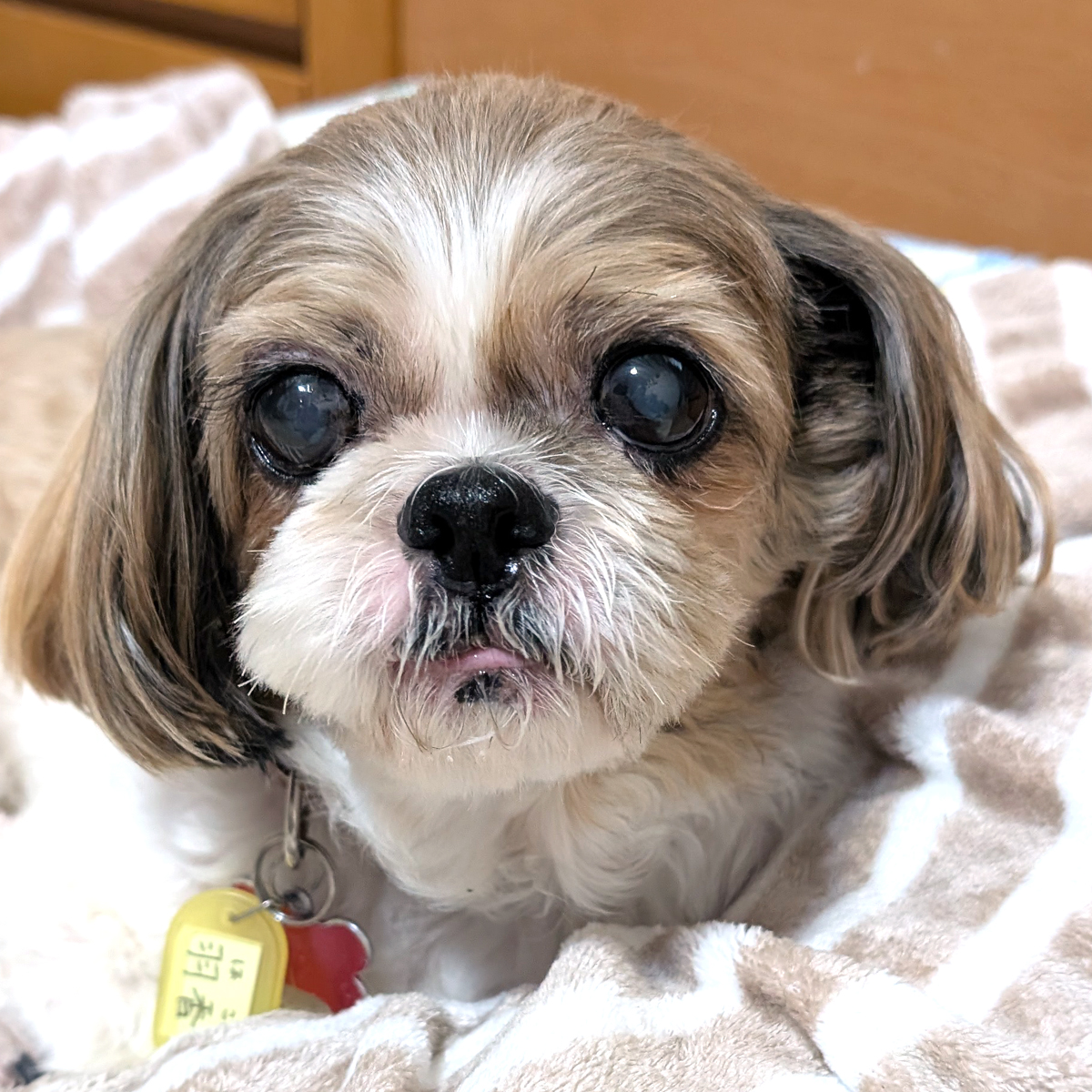 羽香（はこ） ♀