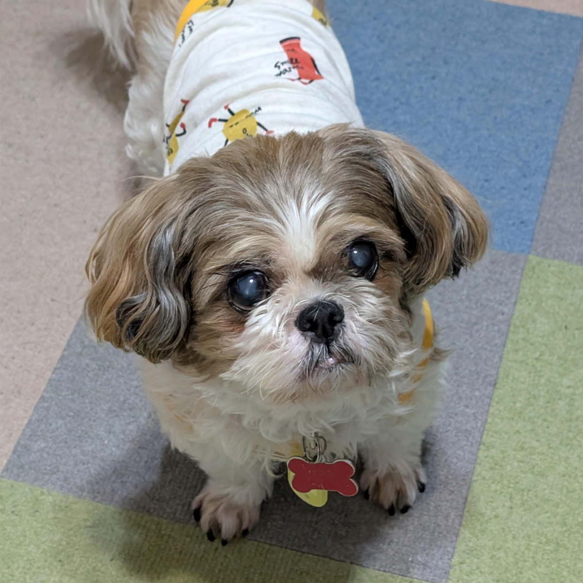 羽香（はこ） ♀