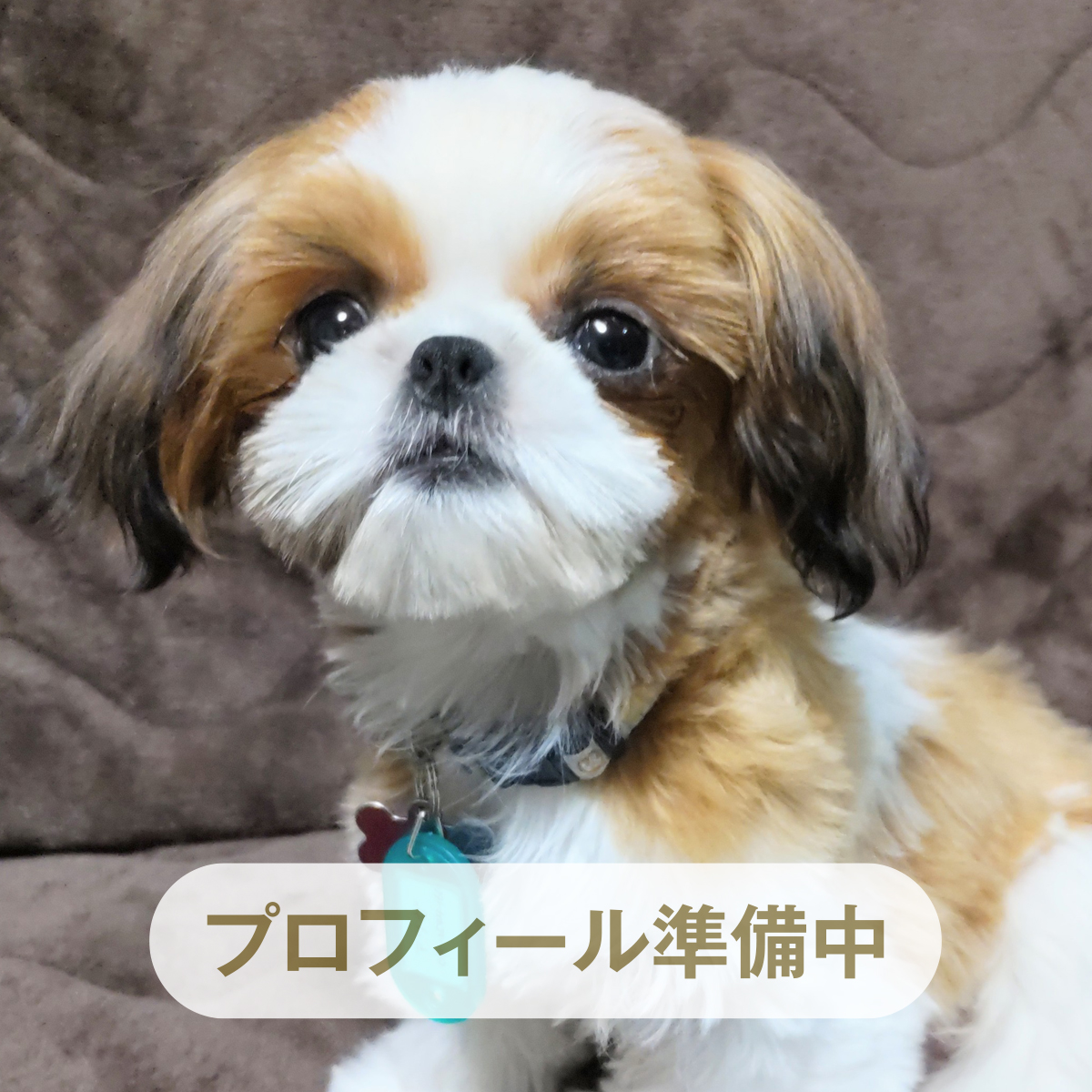 紬（つむぎ） ♀