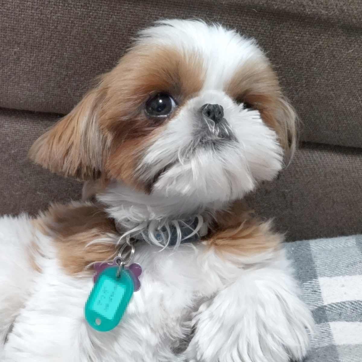 紬（つむぎ） ♀