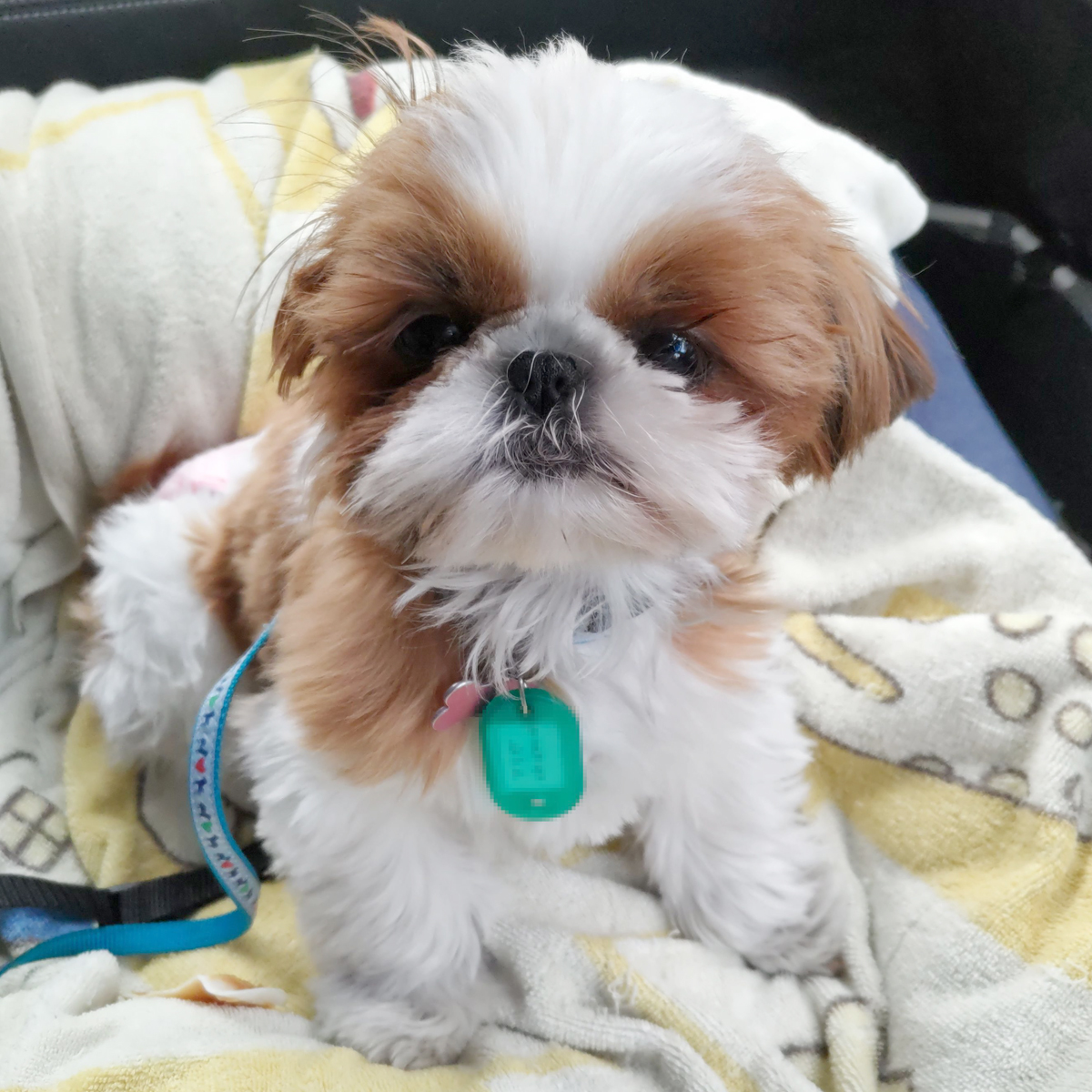 紬（つむぎ） ♀