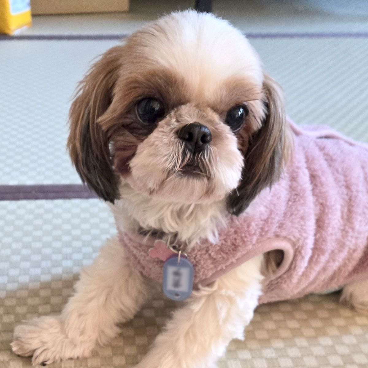 心音（ここね） ♀