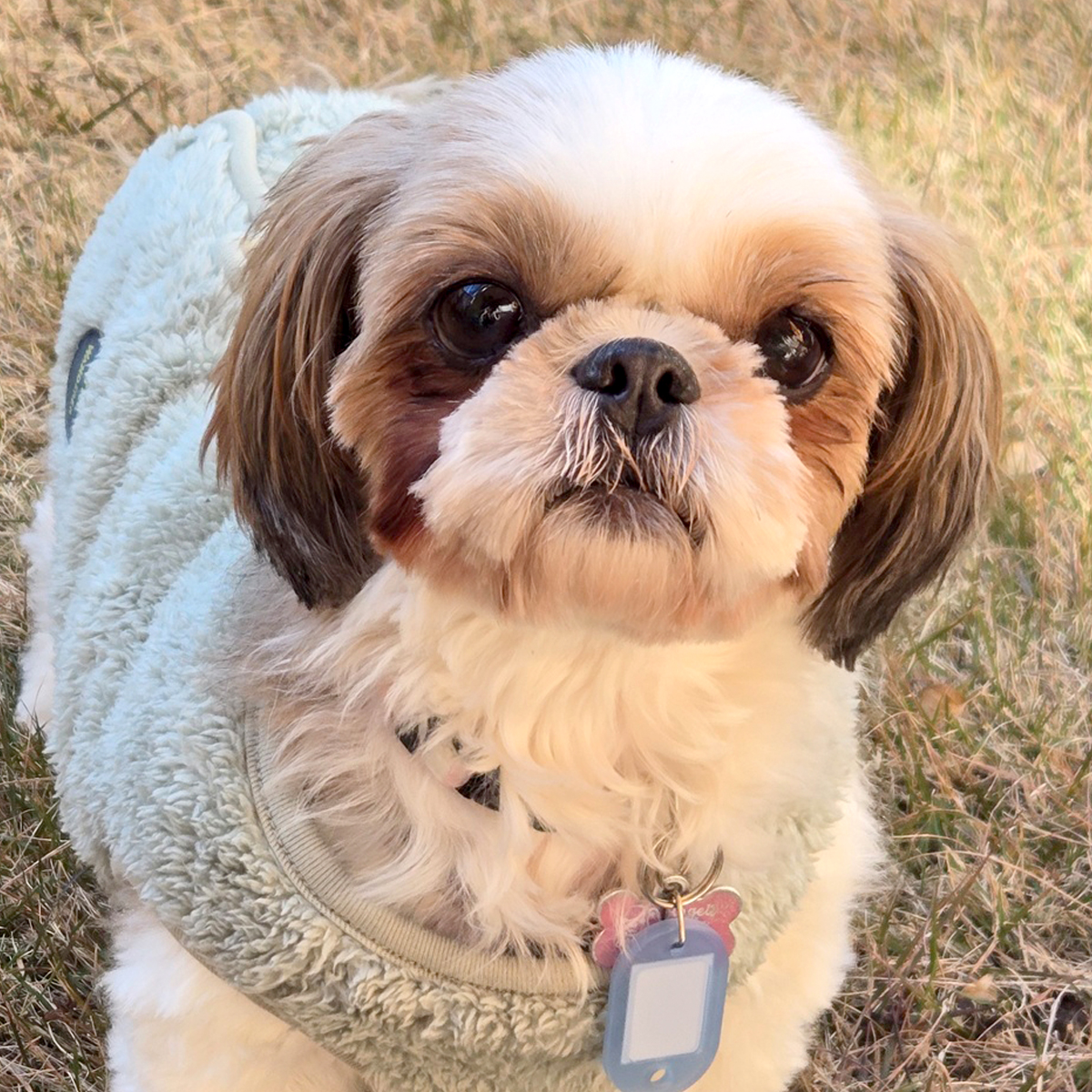 心音（ここね） ♀