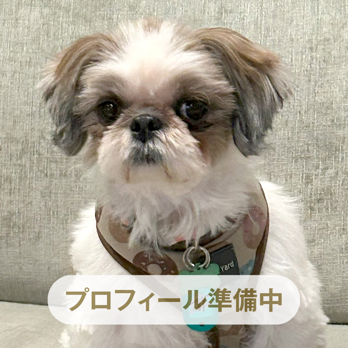 Lady（レイディ） ♀