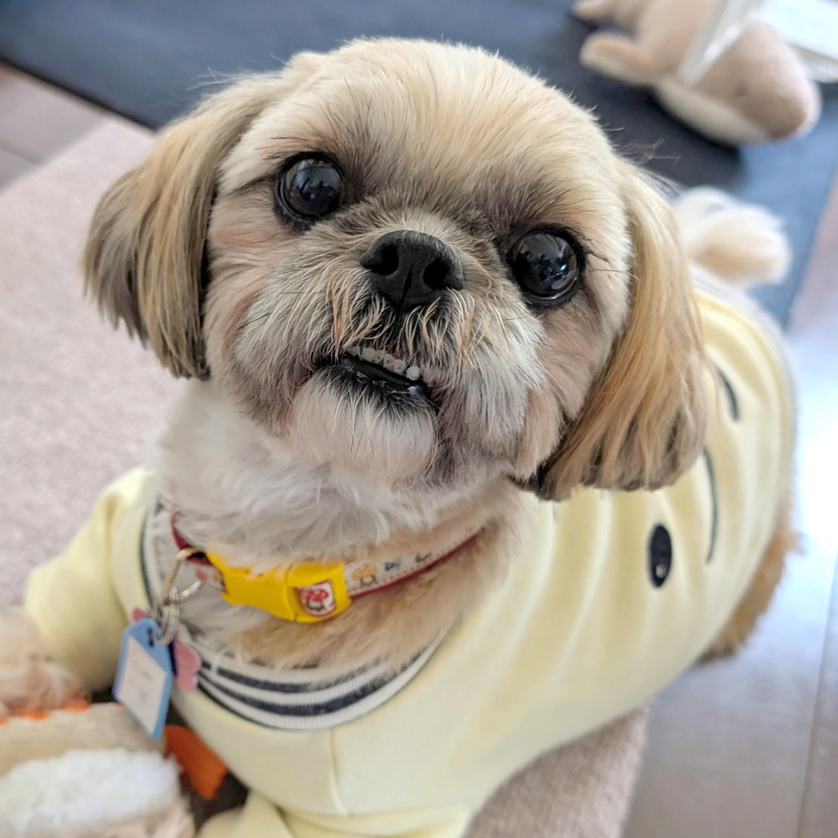 絵馬（エマ） ♀