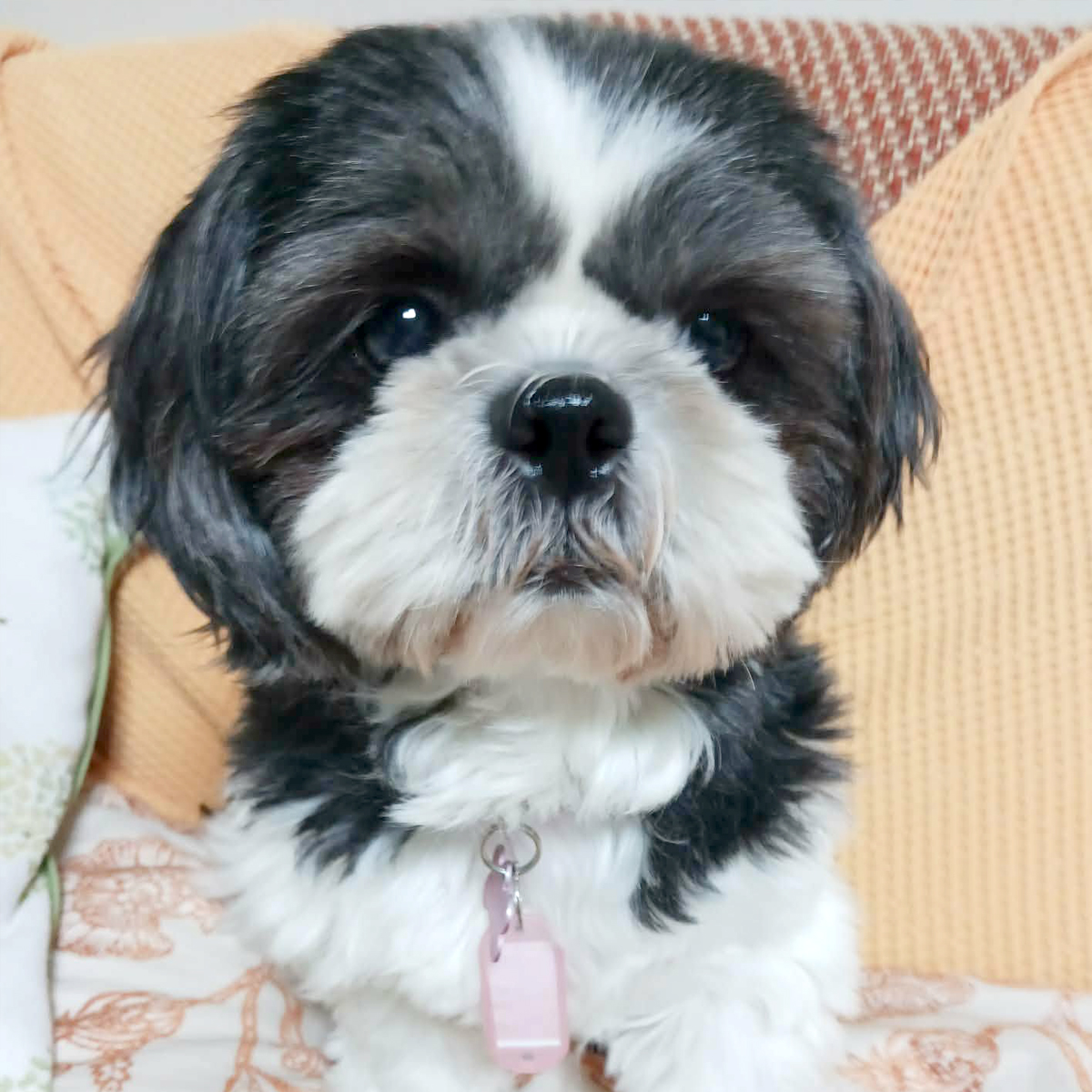 東桜（とうか） ♀